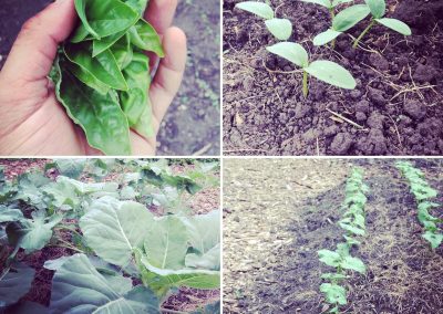 basil seedling dupage organic farm sustainability go green environment