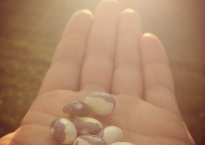 beans sunlight dupage hand seeds