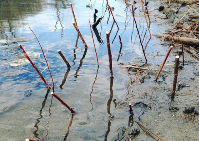 Streambank Stabilization dupage healing riparian east branch river
