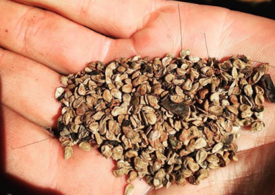 herbology restoration harry potter bundleflower seed