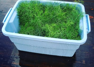 Dill